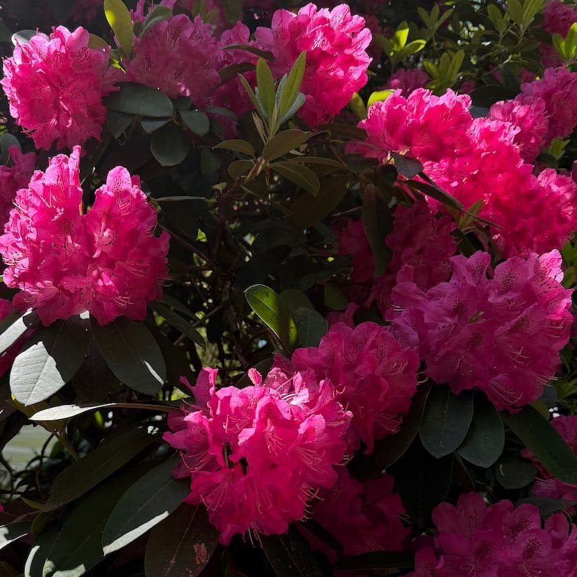 Flowers at Van Dusen Garden